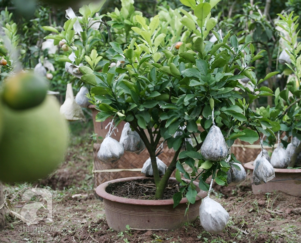 cây ngũ quả